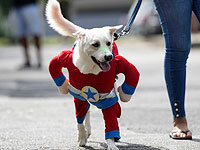 Собачий парад на Бразильском карнавале 2023 года. Фоторепортаж