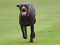 Матч Лиги чемпионов был прерван из-за собаки на поле. Ехидный комментарий: 