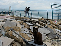 Последствия штормовой погоды на побережье Кинерета. Фоторепортаж