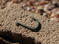 В Ашкелоне найден медный крюк для ловли акул, революционное изобретение древности