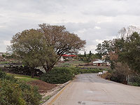 Протестующие против превращения пастбищ в заповедники вырубили манговые деревья в мошаве Альмагор