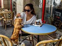 Суд обязал хозяйку собаки, помочившейся на чужой автомобиль, оплатить мойку машины