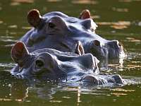 Колумбия переправит в Индию и Мексику десятки