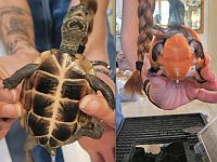 На севере Израиля в доме, где находилась нарколаборатория, обнаружили экзотических животных