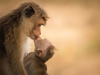 Шри-Ланка хочет выплатить госдолг Китаю цейлонскими макаками