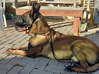 В ходе спецоперации в Шхеме погиб служебный пес Джанго