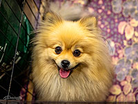 Всемирная выставка собак в Израиле. Фоторепортаж