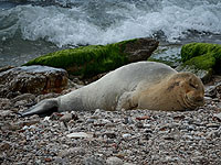 На израильском побережье впервые появился тюлень-монах