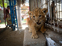 Львенок, содержавшийся в неволе, после реабилитации в больнице при 
