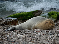 Тюлень Юлия вернулась в Израиль