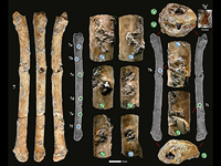 В Израиле обнаружены 12000-летние манки, изготовленные для подражания голосам хищных птиц