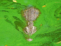 В Австралии в животе убитого крокодила нашли человеческие останки