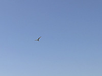 СМИ: самолет Путина вылетел из Москвы