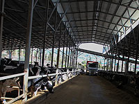 БАГАЦу придется разобраться с дефицитом молока и отменой пошлины на его импорт