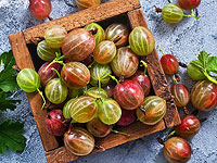 Догоняем ягодный сезон. Крыжовник, малина, смородина – с грядки сразу к дому