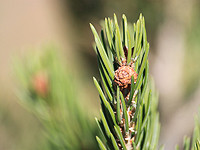 В России кедровые орешки признаны стратегическим продуктом и за их контрабанду будут сажать в тюрьму