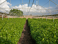 Израиль ведет переговоры с Турцией об освобождении израильтянина, задержанного за контрабанду ката