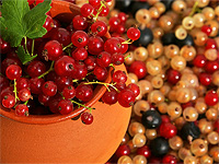 Фестиваль смородины в Berries Market. Корзина ягод со скидкой