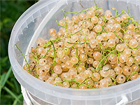 Фестиваль смородины в Berries Market. Корзина ягод со скидкой
