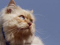 В Лоде пожарные спасали из горящей квартиры персидского кота