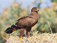 Через Израиль за два дня пролетят 50 тысяч птиц из семейства орлиных