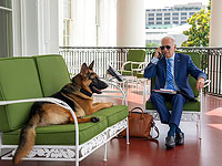 New York Times: Собаку Байдена выгнали из Белого дома