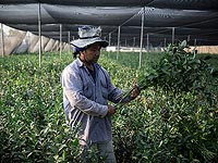 Государство предлагает иностранным рабочим 2000 шекелей в месяц и продление виз