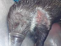 В ветеринарной больнице при