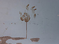 Раввин Ицхак Коэн: