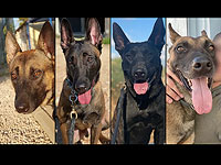 Во время войны