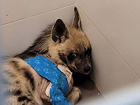 Резервисты спасли тяжелораненого детеныша полосатой гиены