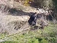 Пожилой человек заблудился в лесу возле Иерусалима и был найден полицейскими