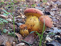 Начало грибного сезона 2023-2024 в Израиле. Фотогалерея