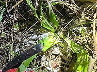 Возле Шхема предотвращен теракт, террорист ликвидирован