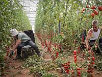 Из 30 тысяч израильтян, записавшихся на сельхозработы за доплату от государства, явились около 200