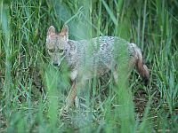 Шакал, предположительно зараженный бешенством, напал на ребенка в кибуце Бейт а-Шита