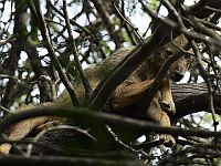 В Шломи обнаружен зараженный бешенством шакал