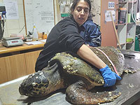 В субботу благодаря наблюдательным людям были спасены 5 морских черепах