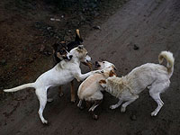 Бродячие собаки из сектора Газы сбиваются в стаи и охотятся на телят на фермах Израиля