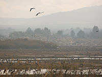 Заповедник Хула закрывается для посетителей из-за птичьего гриппа