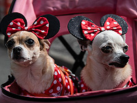 Собачий парад на Бразильском карнавале 2024 года. Фоторепортаж