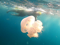 Rhopilema nomadica