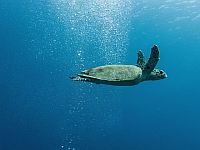 В Эйлате спасли редкую черепаху биссу