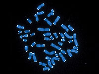 Запрет на клонирование человека в Израиле продлен на 4 года