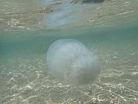Теплая погода на пляжах Средиземного моря в Израиле: внимание, высокая концентрация медуз