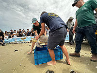 Все хотят домой: эвакуированные из Кфар-Азы выпустили в море спасенную черепаху