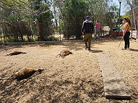 Олени, пережившие 