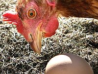 Сначала было яйцо: курятину первыми начали есть в Израиле, а яйца – в Средней Азии