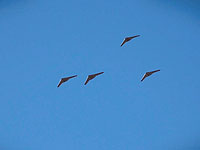 Американская оценка: Иран и иранские 