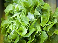 К Песаху солдаты получили салат-латук вместо хрена